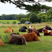 A huddle of cows by jeff