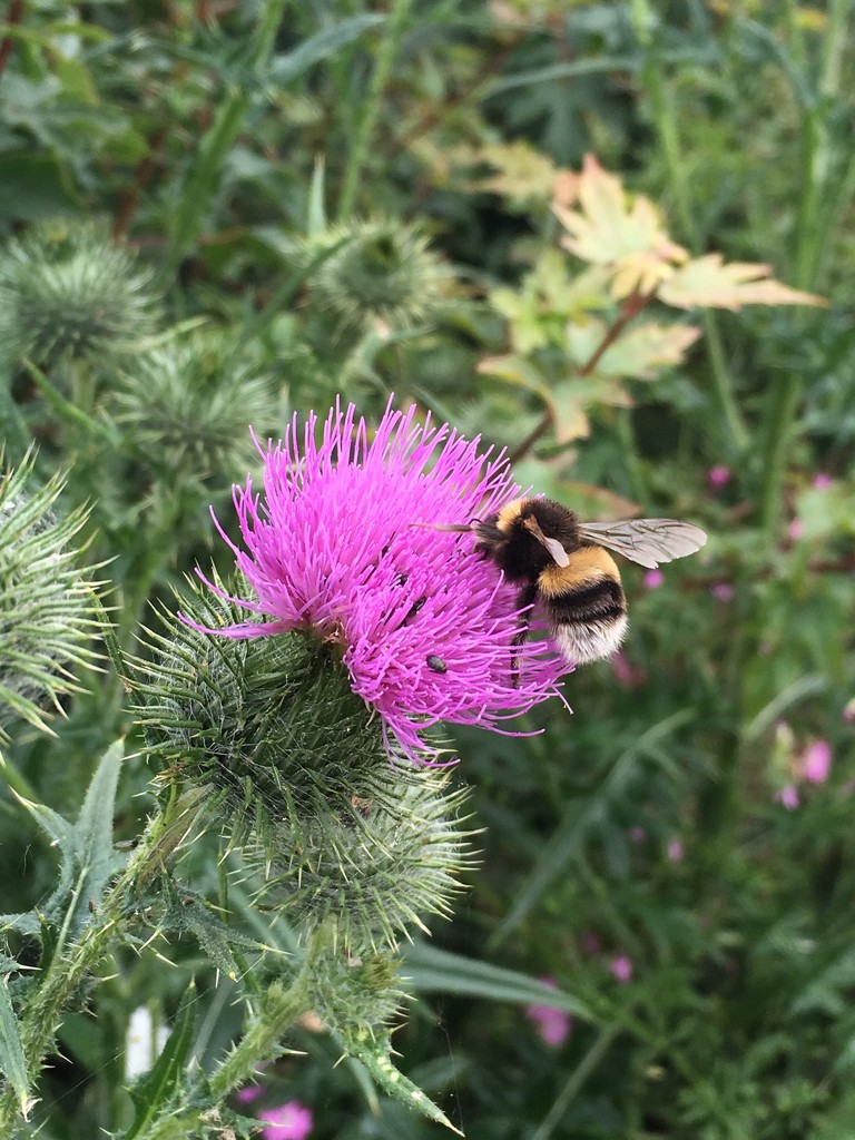 Literally got photo bombed by this bee! I was taking a shot of the thistle and down it came! by 365anne