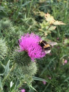 10th Jul 2019 - Literally got photo bombed by this bee! I was taking a shot of the thistle and down it came!