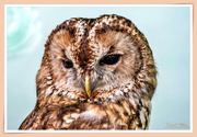 10th Jul 2019 - Tawny Owl