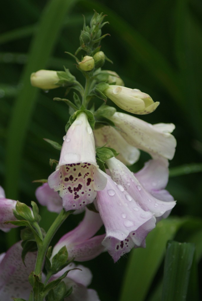 Foxglove after the rain by 365projectmaxine
