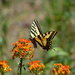 Graceful Butterfly by bigdad