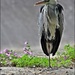 One legged heron by rosiekind
