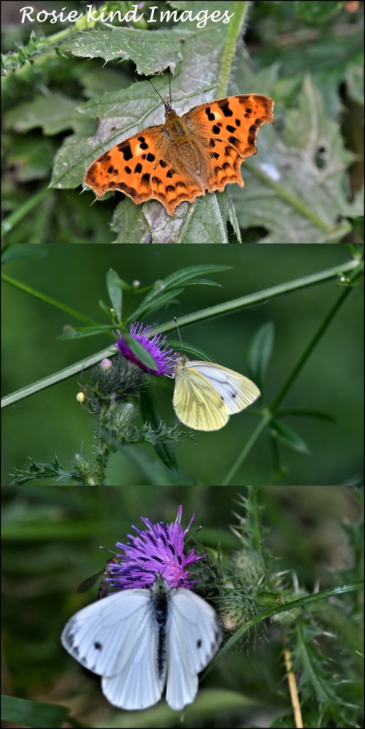Today's butterflies by rosiekind