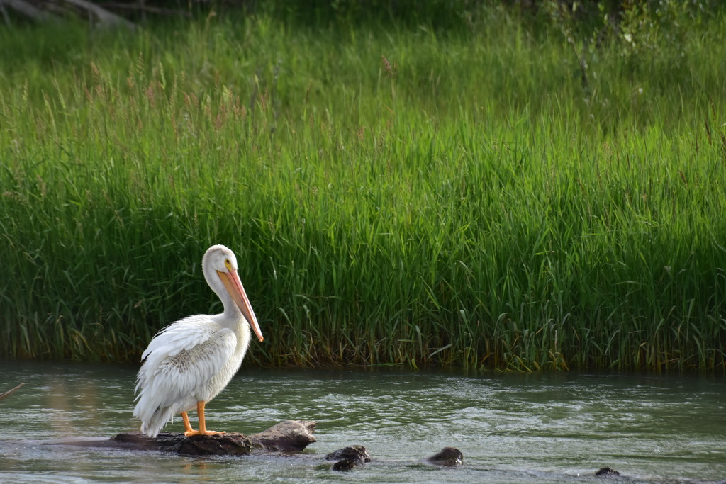 White Pelican by jayberg