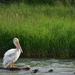 White Pelican by jayberg
