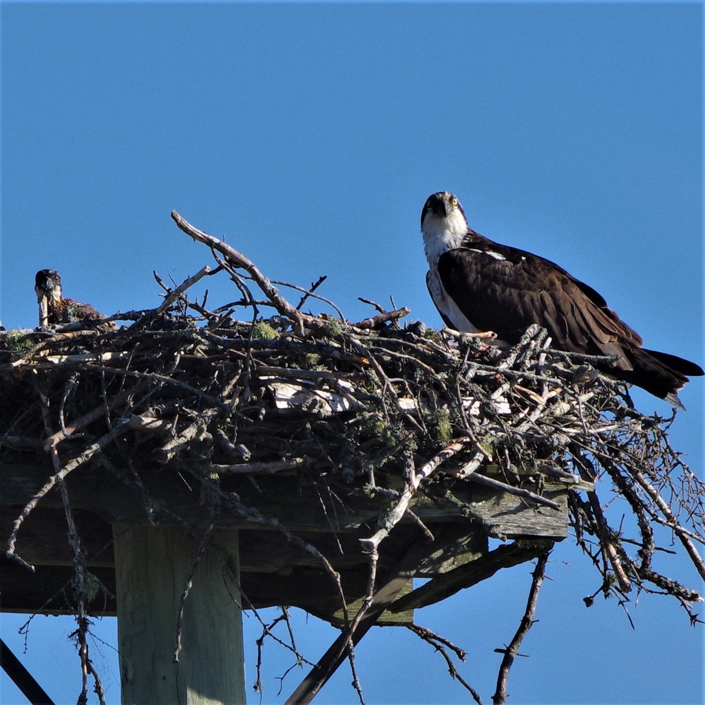 Osprey and babies  by radiogirl