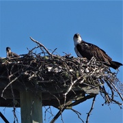 10th Jul 2019 - Osprey and babies 