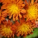 Sunshine Flowers  by waltzingmarie
