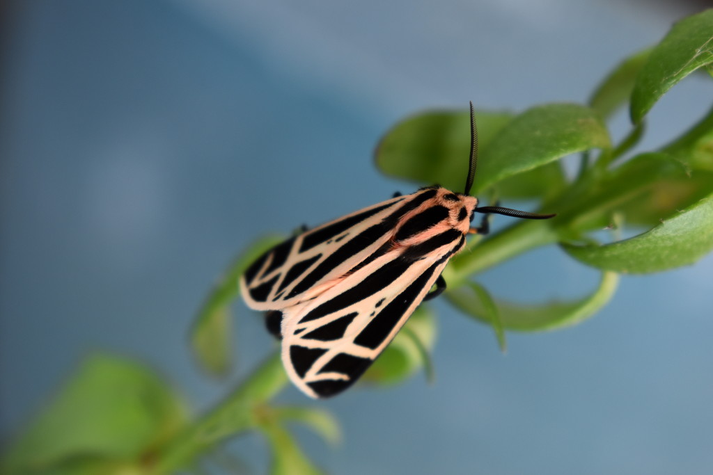 Harnessed Tiger Moth by genealogygenie