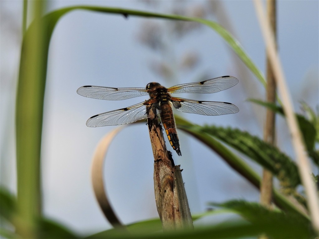  Four Spotted Chaser  by susiemc