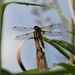  Four Spotted Chaser  by susiemc