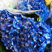 11th Jul 2019 - Blue Hydrangea At The Fresh Market