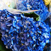 Blue Hydrangea At The Fresh Market by yogiw