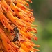Busy Bee by ninaganci