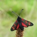 Six Spot Burnet Moth by roachling