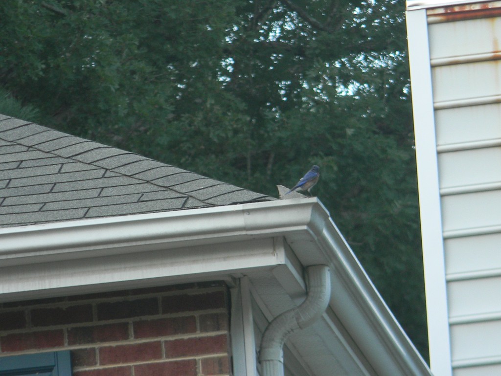 Bluebird on Neighbor's Roof by sfeldphotos