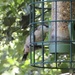 Nuthatch hiding by lellie