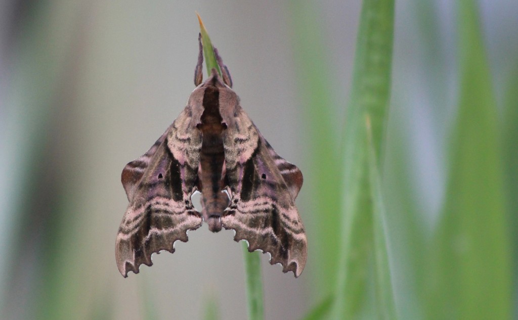 Sphinx Moth by paintdipper