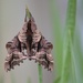 Sphinx Moth by paintdipper