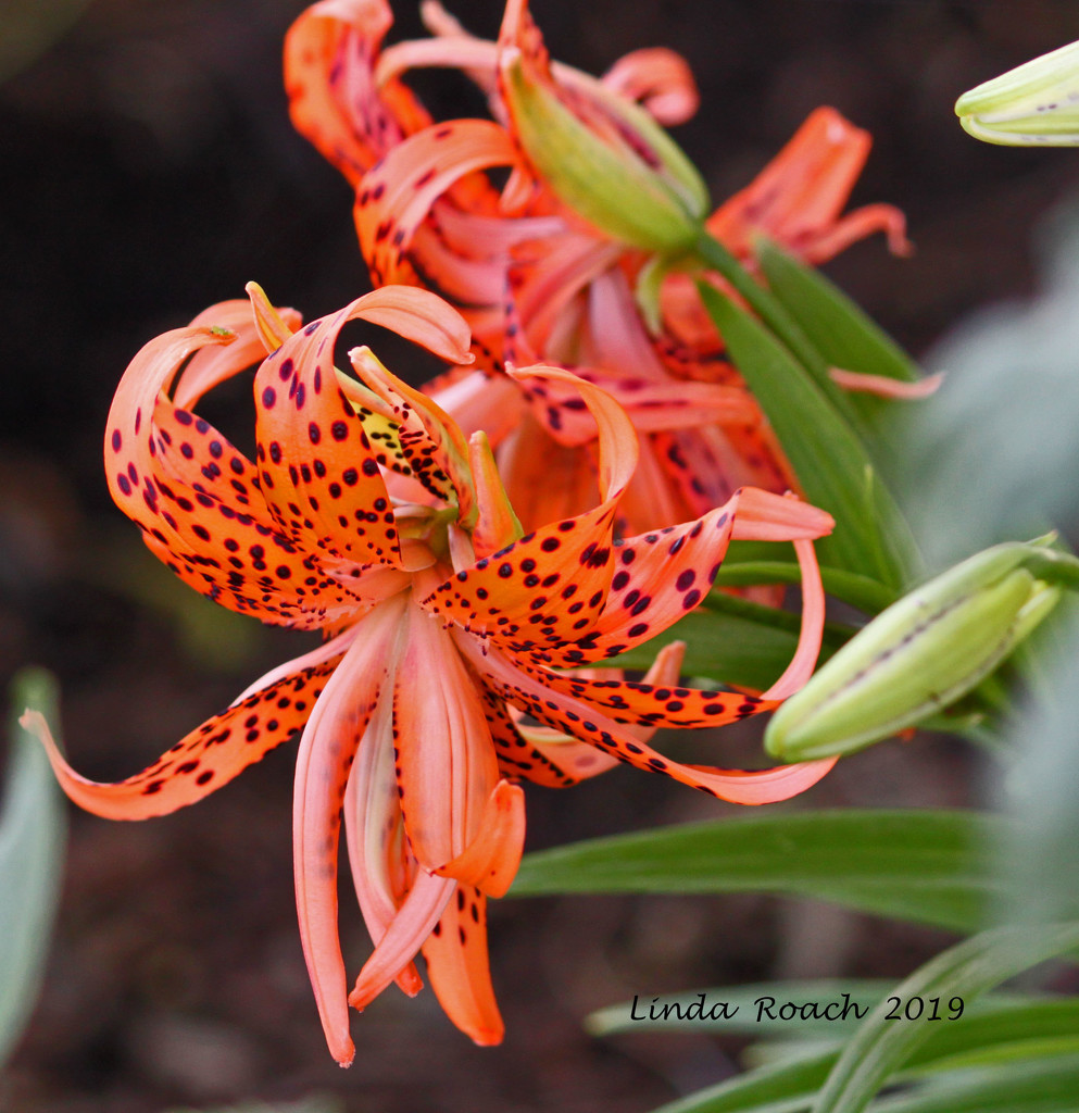 Tiger Lily by grannysue