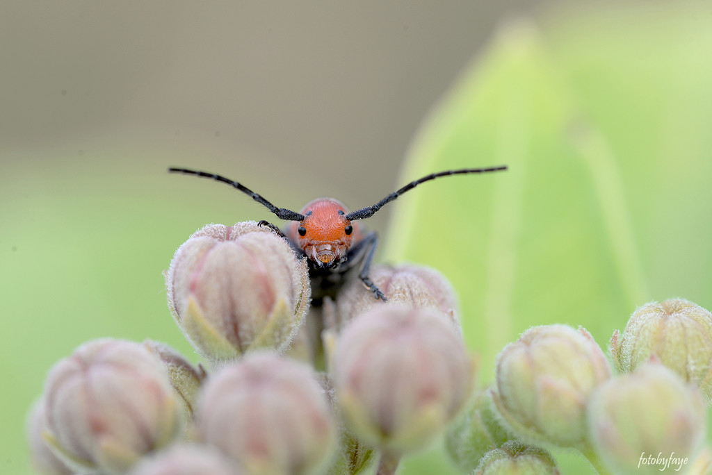 Milkweed bug! by fayefaye