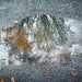 Reflections in a puddle by ludwigsdiana