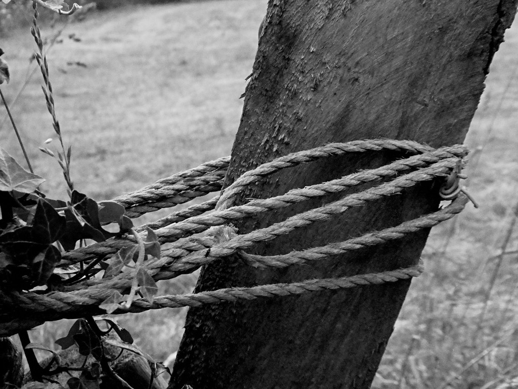 Rope and Post by allsop