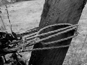 11th Jul 2019 - Rope and Post