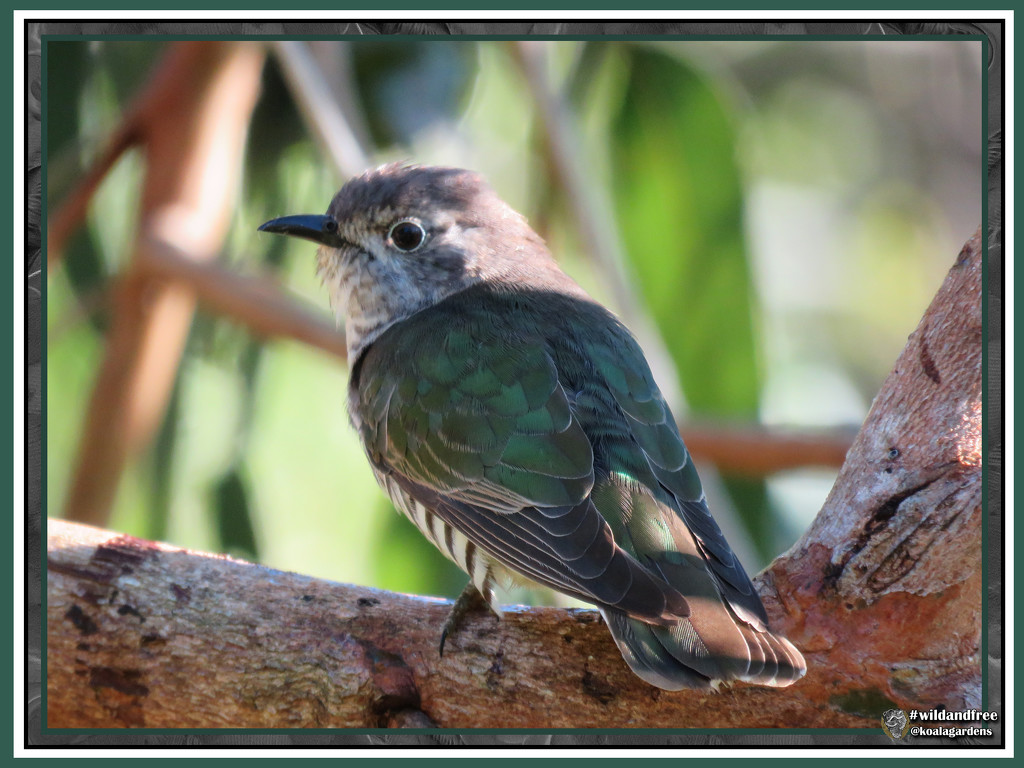 Shining Bronze-Cuckoo by koalagardens