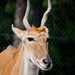 Common Eland  by kgolab