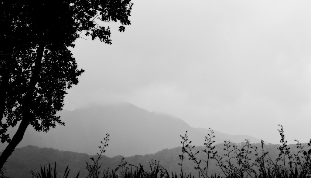 Misty in the rain by kiwinanna