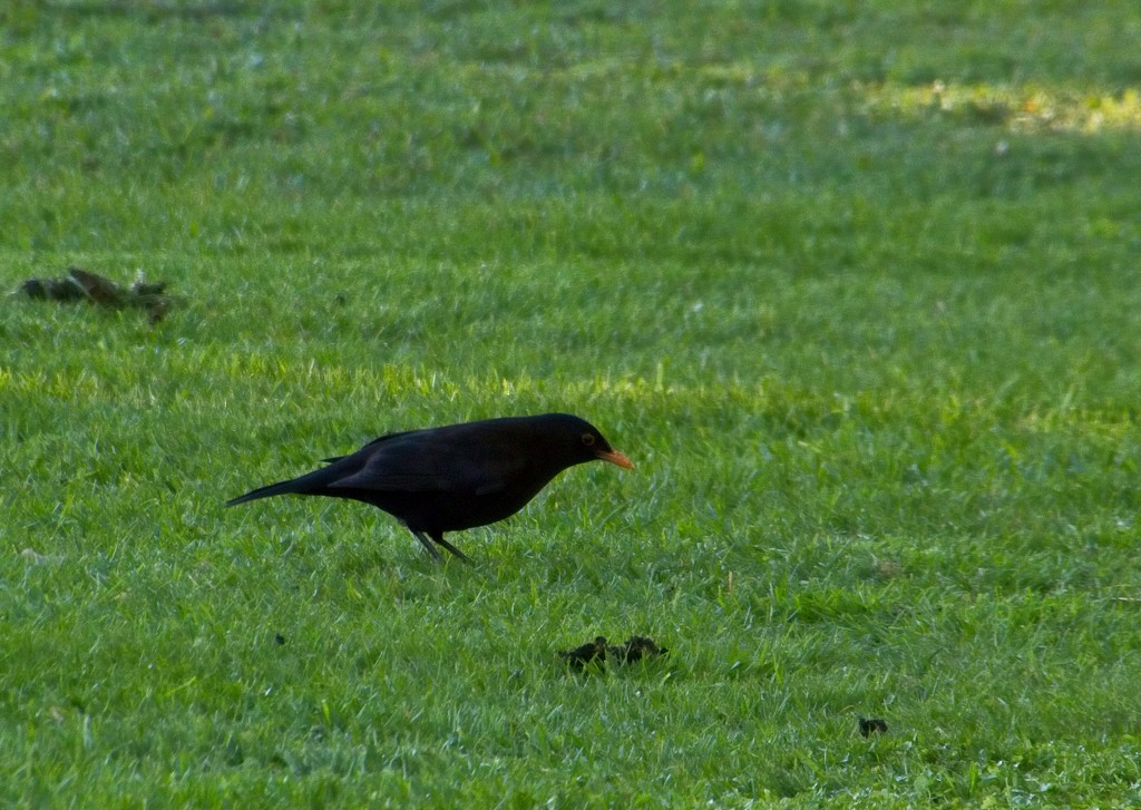 Blackbird by kiwinanna
