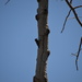 A Wood Pecker doing What Wood Peckers Do. by bigdad