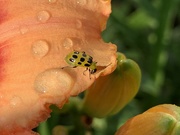 11th Jul 2019 - Beetle on lily