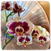 11th Jul 2019 - Orchid at the reception desk