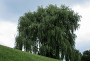 11th Jul 2019 - Weeping Willow tree