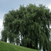 Weeping Willow tree by mittens