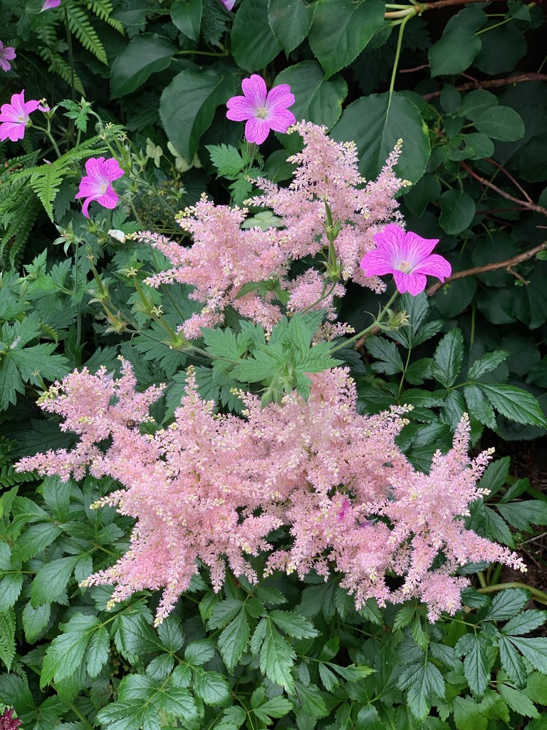 Astilbe and geranium by 365projectmaxine