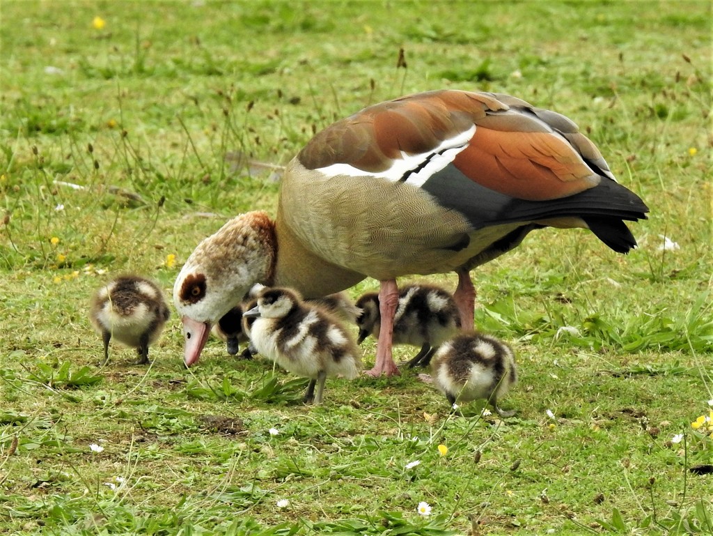  Egyptian Goose with Goslings by susiemc