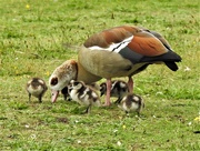 10th Jul 2019 -  Egyptian Goose with Goslings