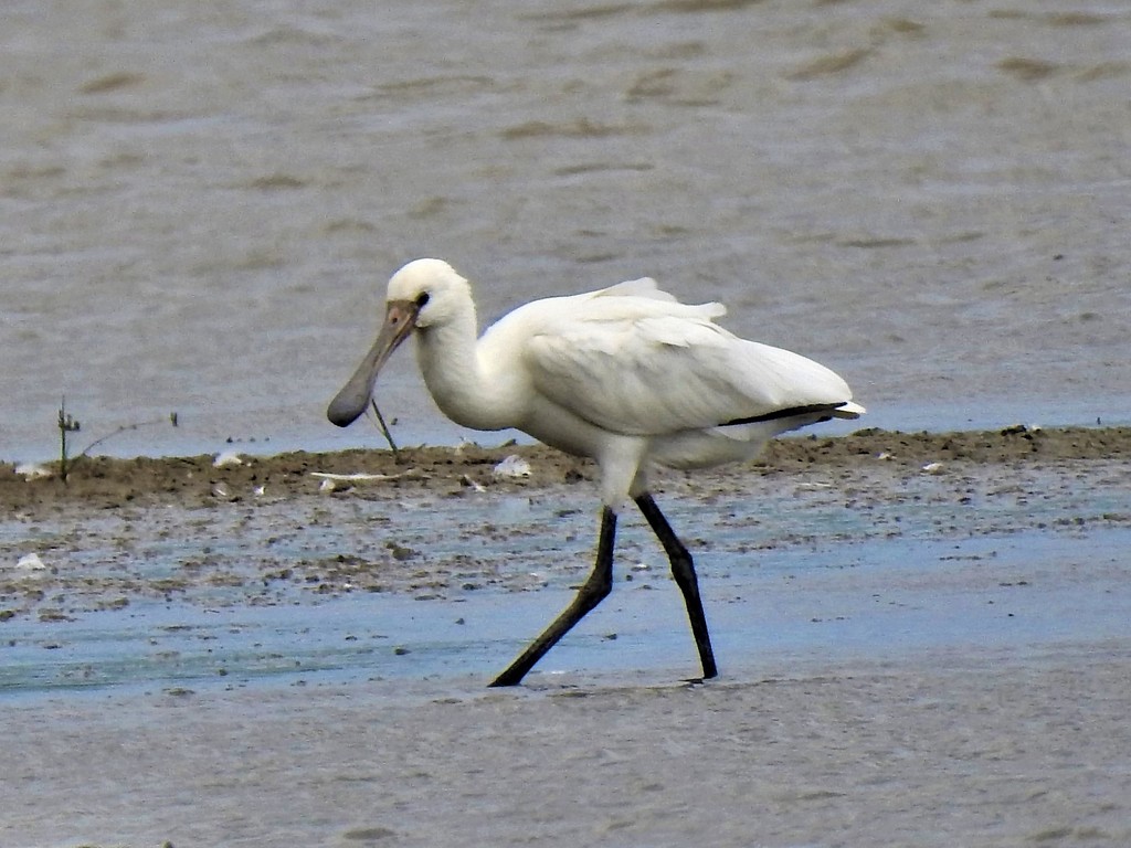 Spoonbill on the North Norfolk Coast by susiemc