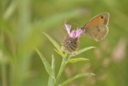 11th Jul 2019 - Small Heath butterfly...........