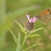 Small Heath butterfly........... by ziggy77