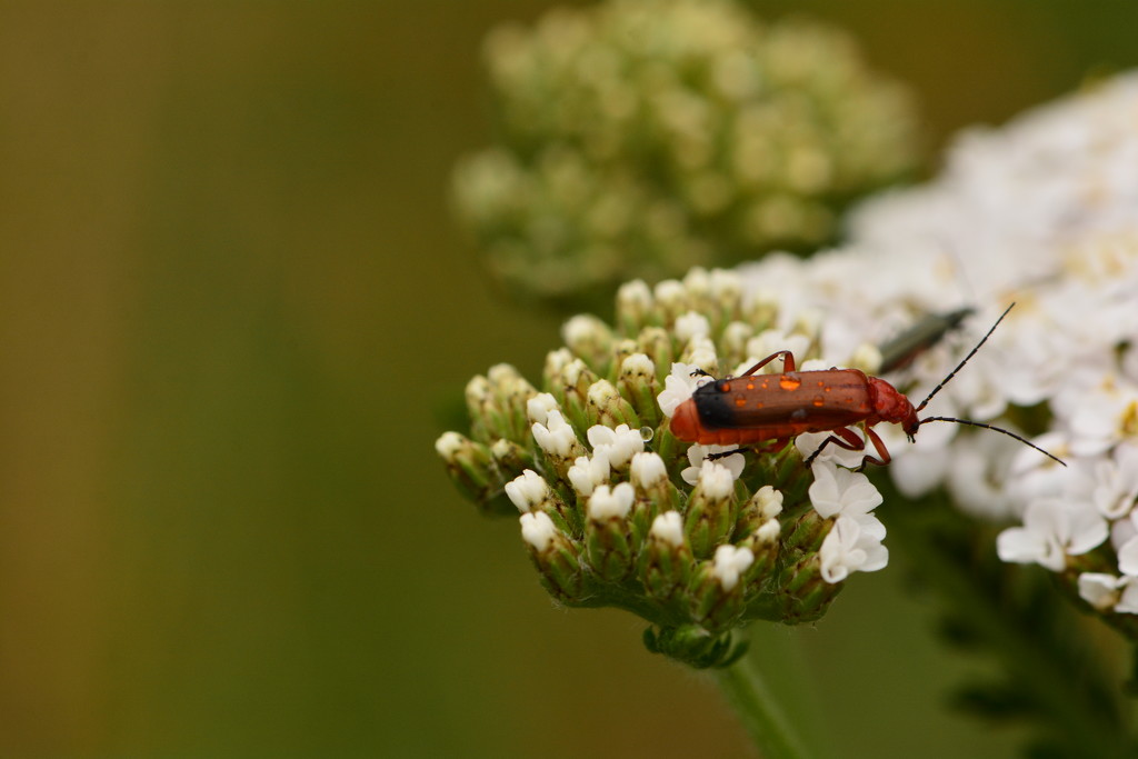 Hogweed beetle?........ by ziggy77