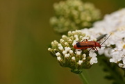11th Jul 2019 - Hogweed beetle?........