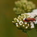 Hogweed beetle?........ by ziggy77