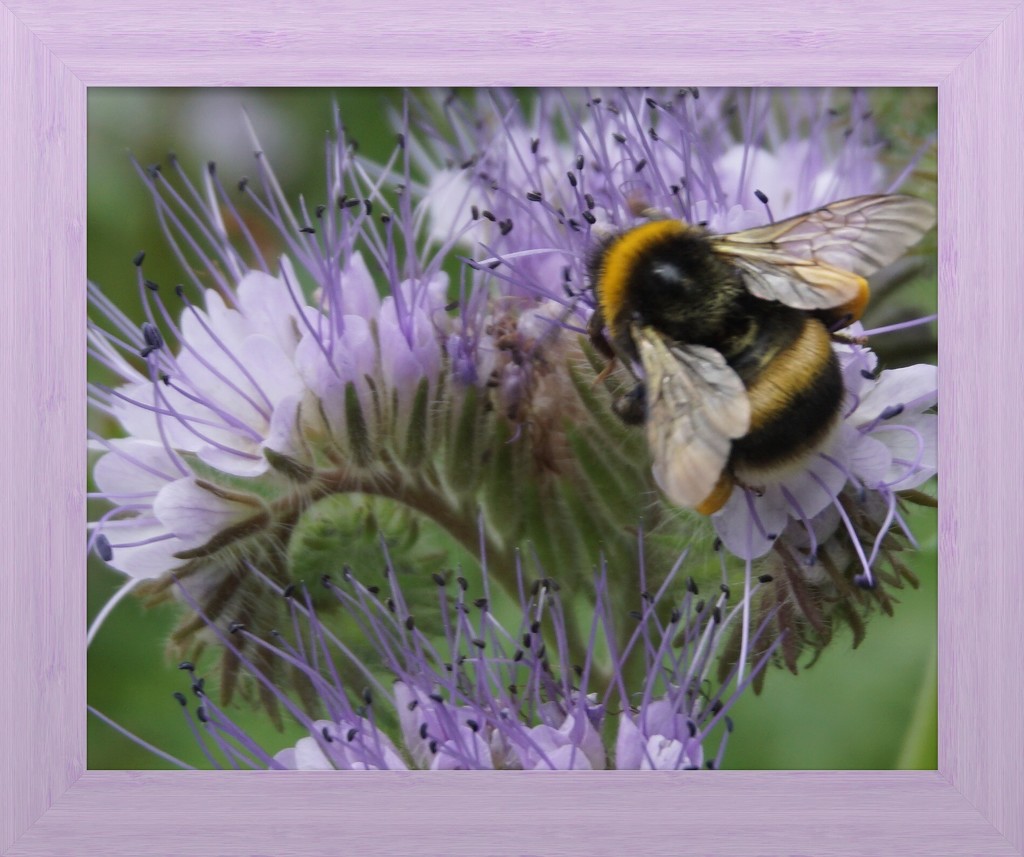 bee on purple by quietpurplehaze