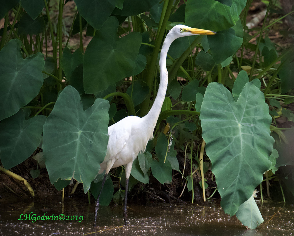 LHG_0320-Egret-stops-by by rontu