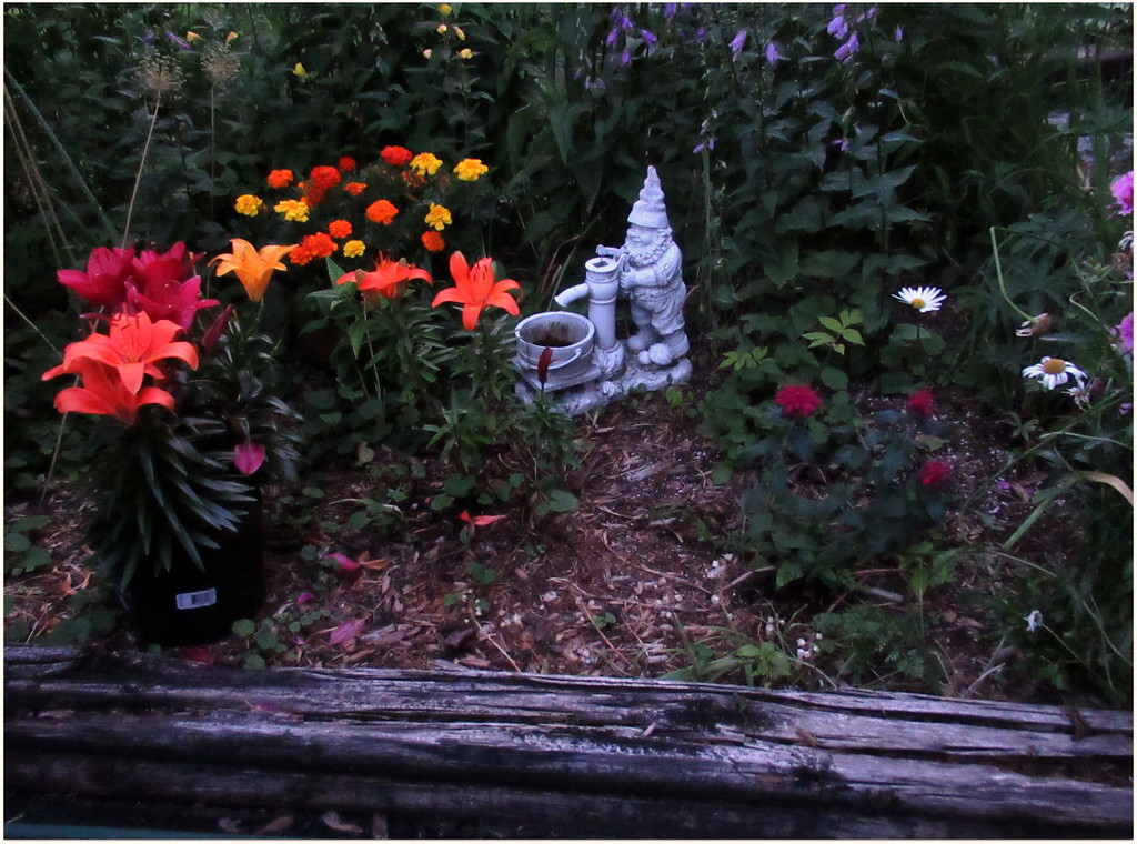  Gnome watches over garden at night by bruni